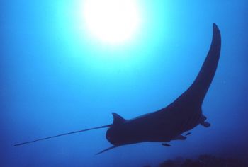 manta, French Polinesia, Fakarava, nikonos V, 15 mm by Paolo Scotti 